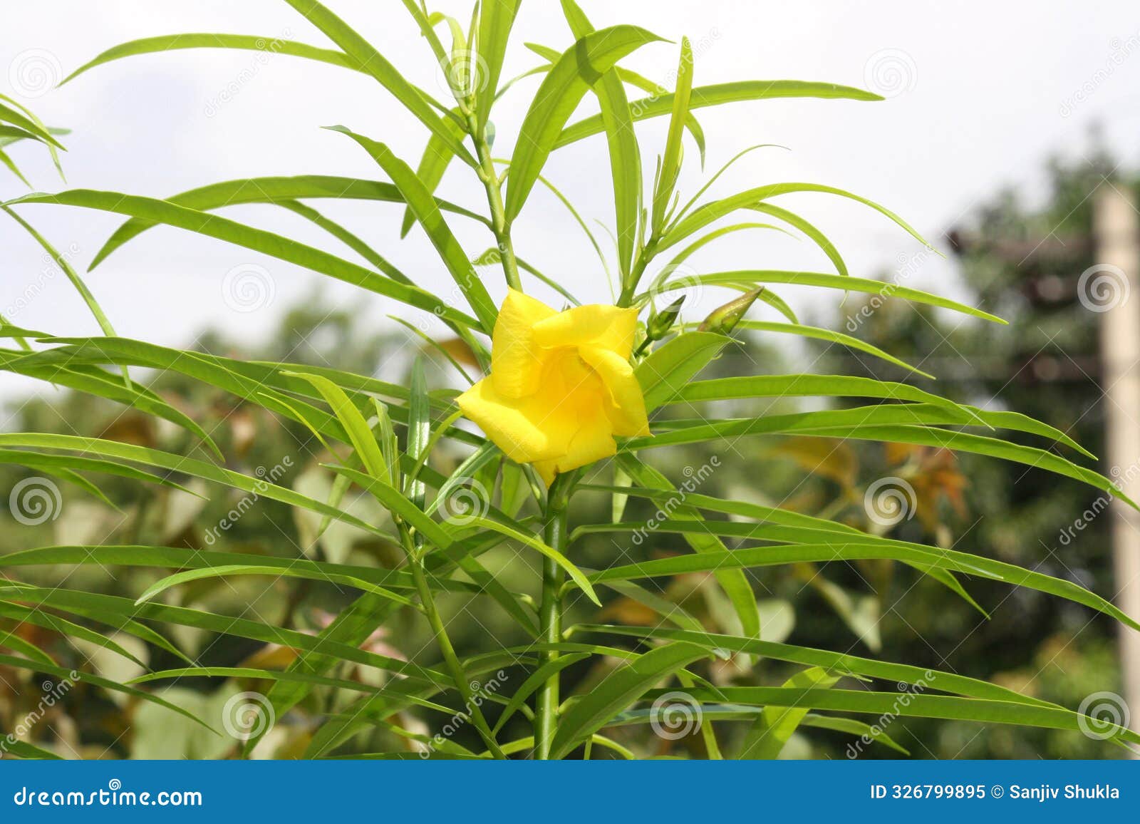 yellow oleander (cascabela thevetia) flower along with linear glossy leaves : (pix sanjiv shukla)