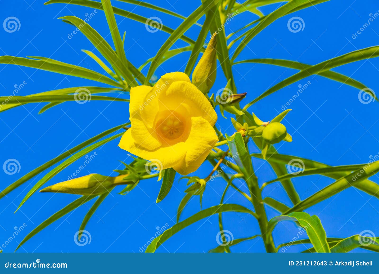 Yellow Oleander Flower on Tree with Blue Sky in Mexico Stock Image ...