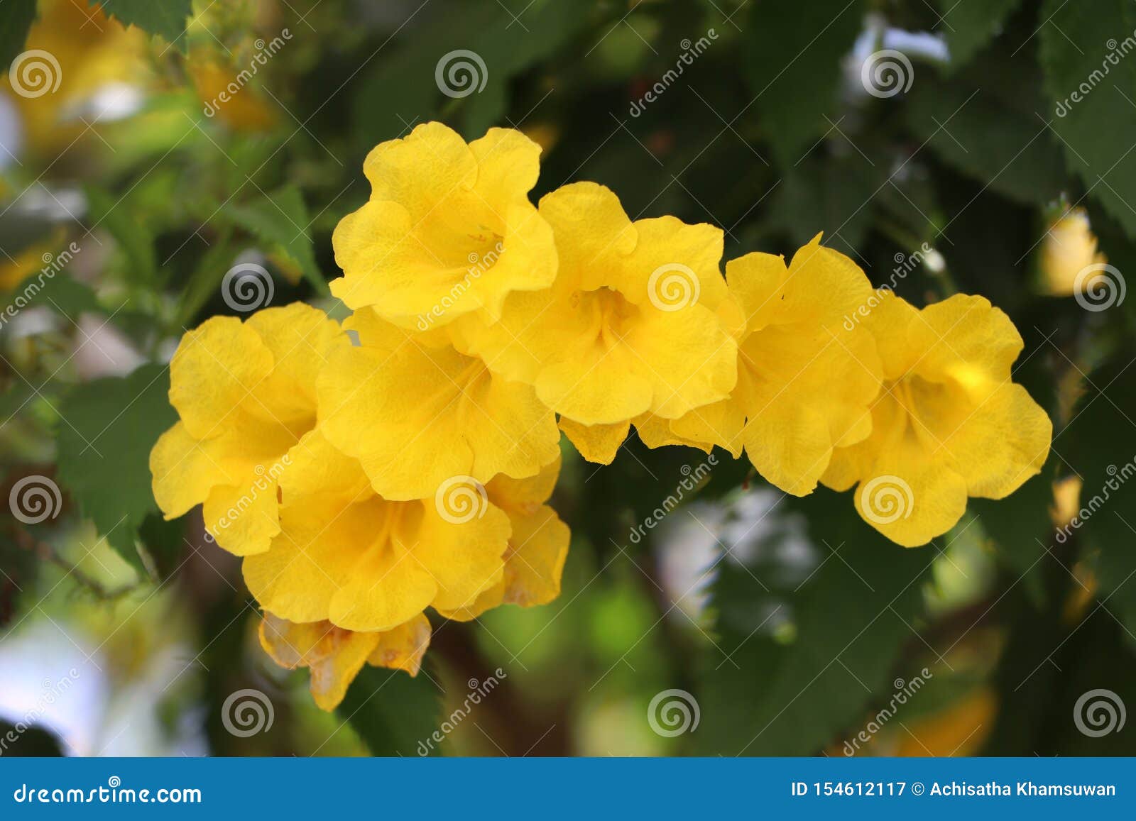 yellow oleander or lucky nut on the branch of tree