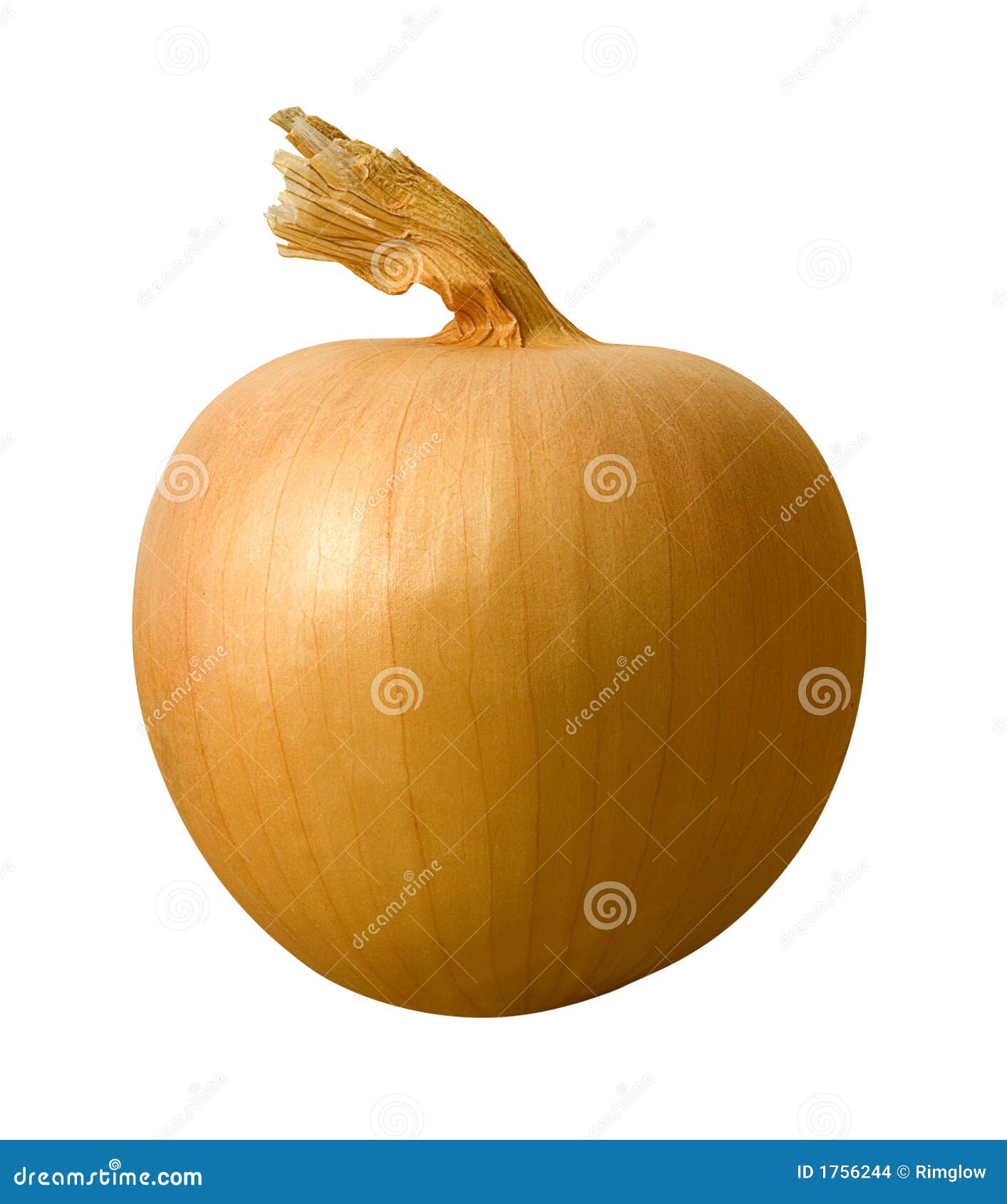 Yellow Onion stock photo. Image of cook, onion, ingredient 1756244
