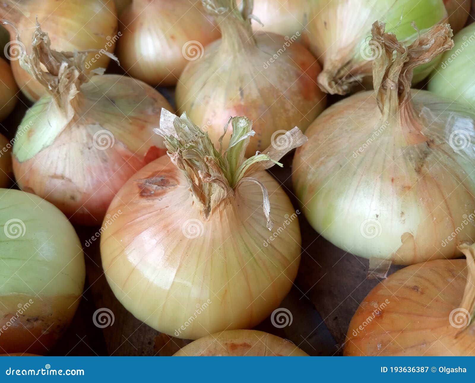 Yellow Onions, Harvest of Onions in Wooden Boxes Stock Image Image of