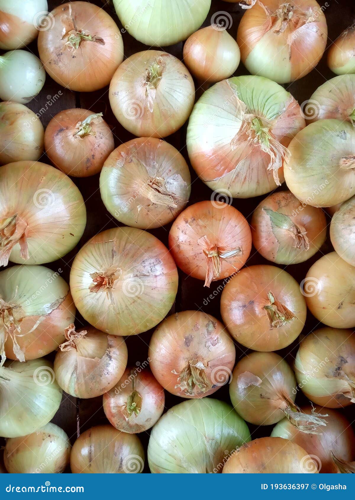 Onions From The Harvest Period. The Onion Was Pulled Out And It Is Lying On The Bed. Harvesting