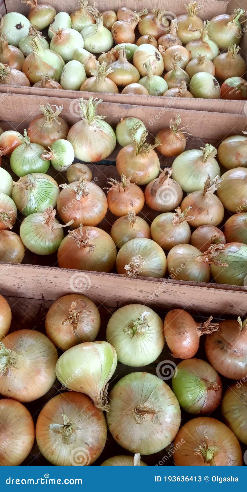 Onions From The Harvest Period. The Onion Was Pulled Out And It Is Lying On The Bed. Harvesting