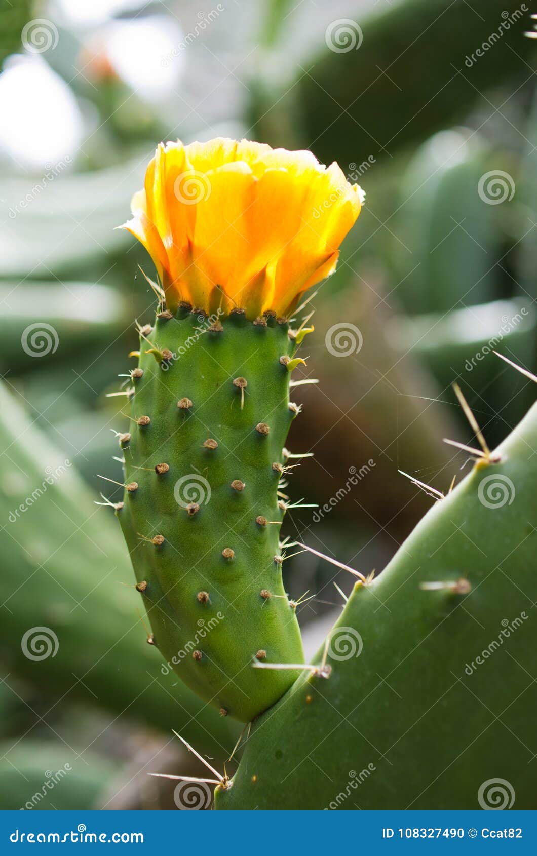 Yellow opuntia flower stock photo. Image of outdoor 108327490