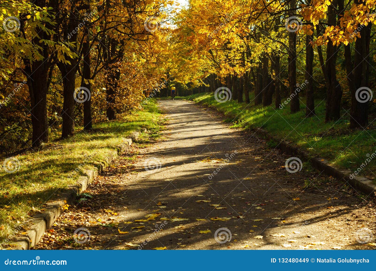 Yellow Autumn Trees on the Alley in the Park Stock Image - Image of ...