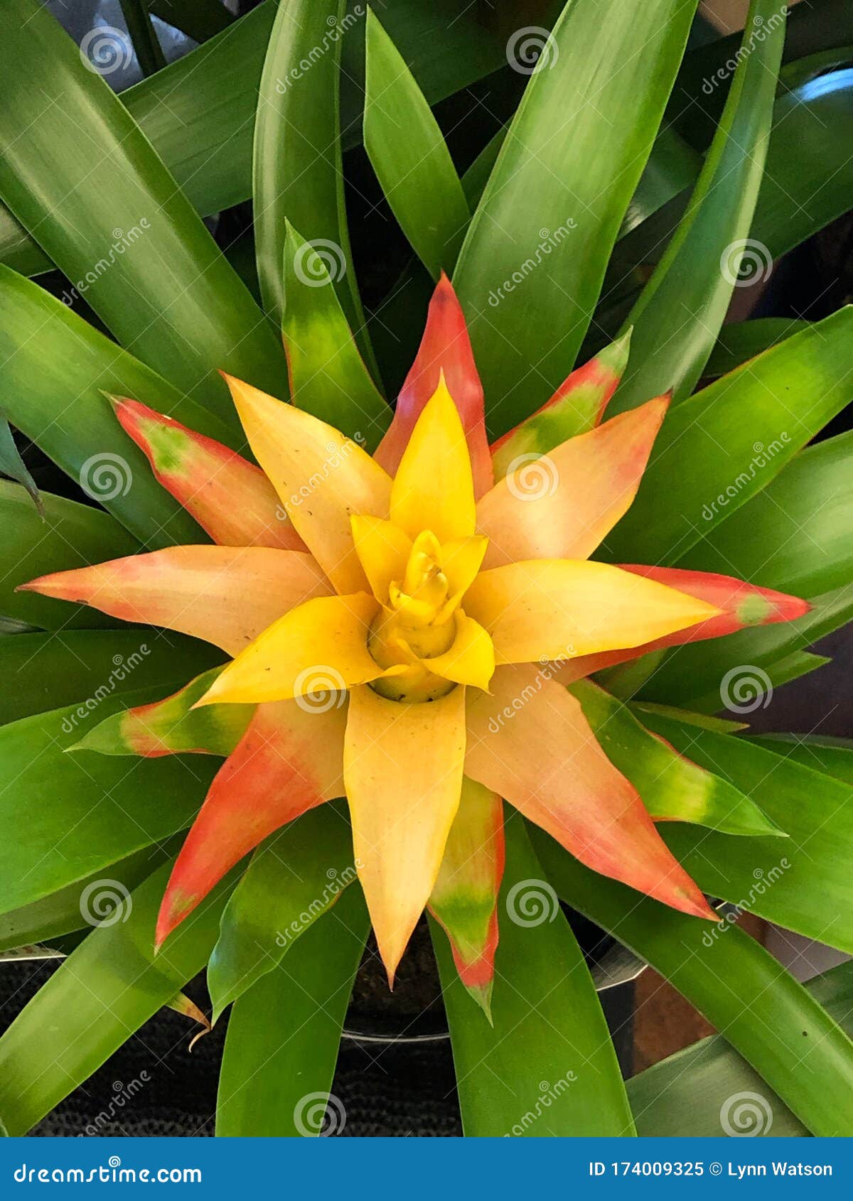 Yellow and Orange Bromeliad Stock Image - Image of full, flower: 174009325