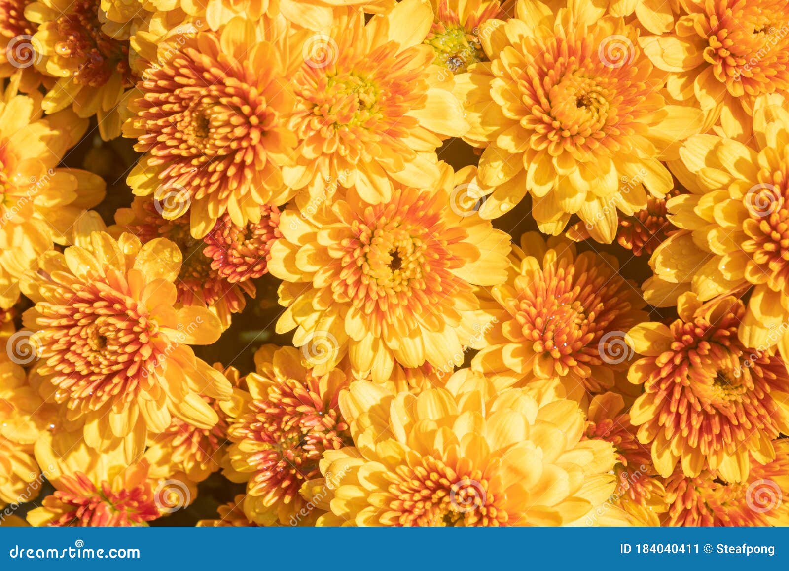 yellow orange chrysanthemum or mums flowers with natural light background