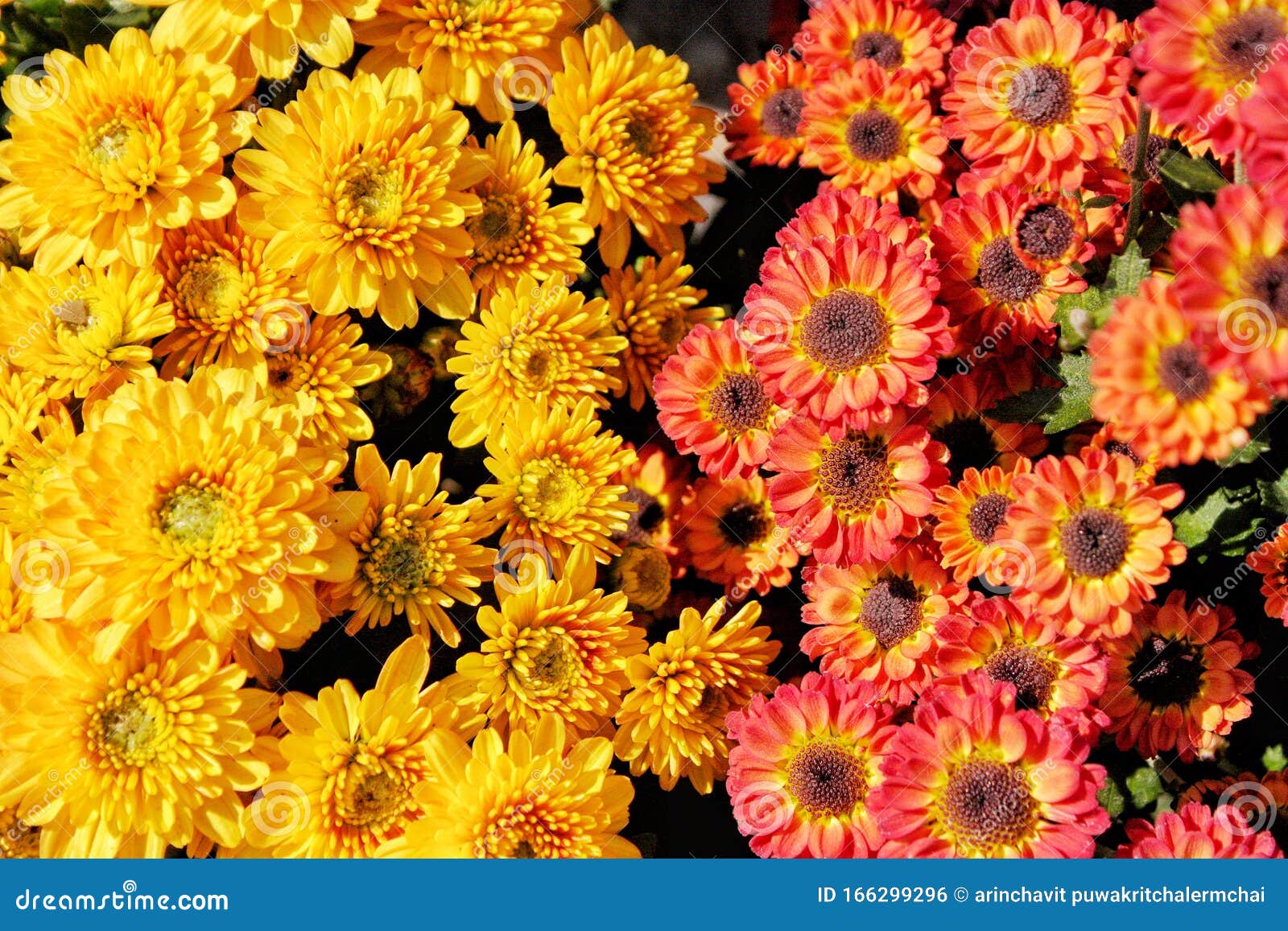 The Yellow And Orange Color Chrysanthemum Flowers ...