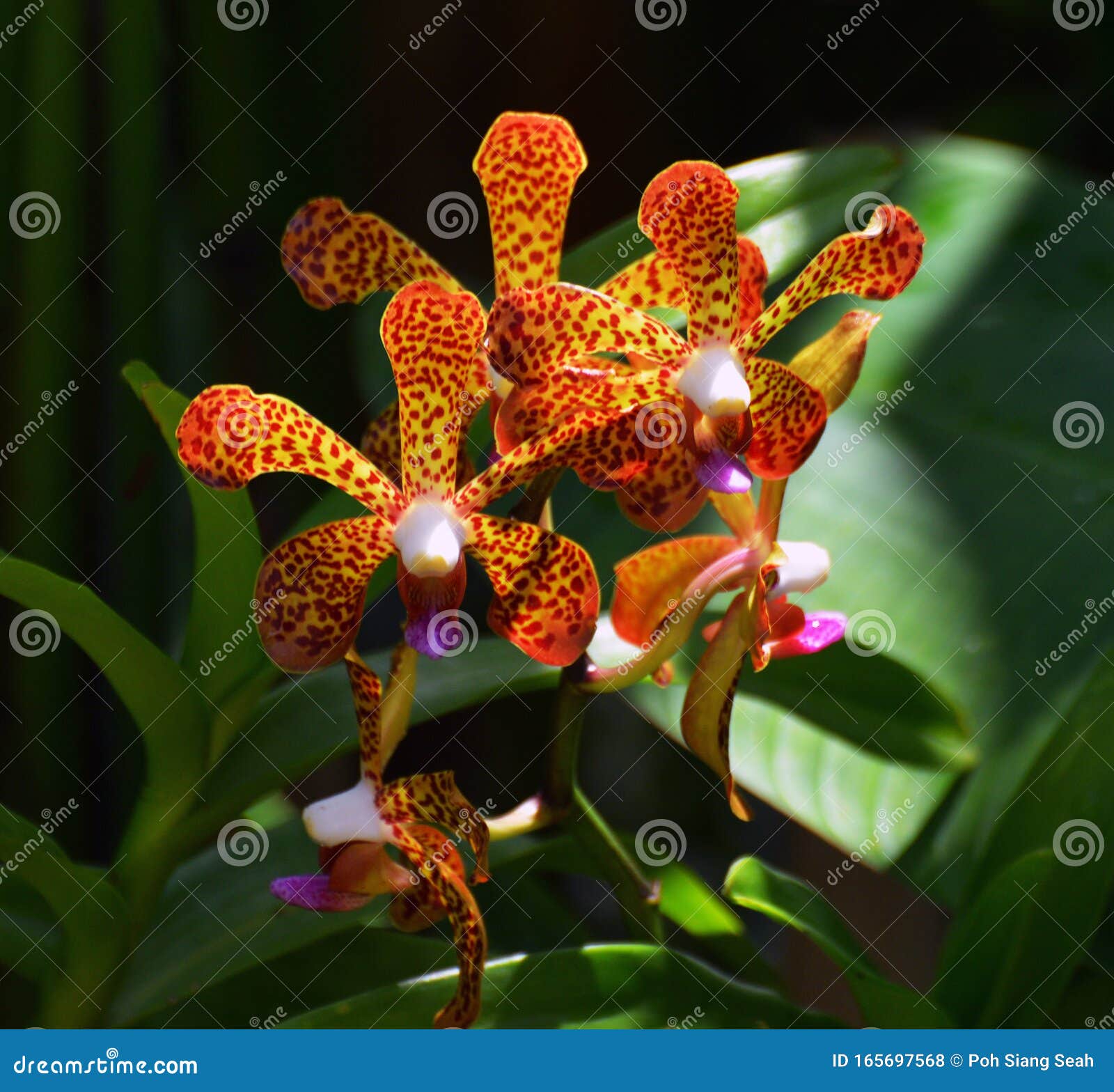 yellow with orange colour orchid with green background