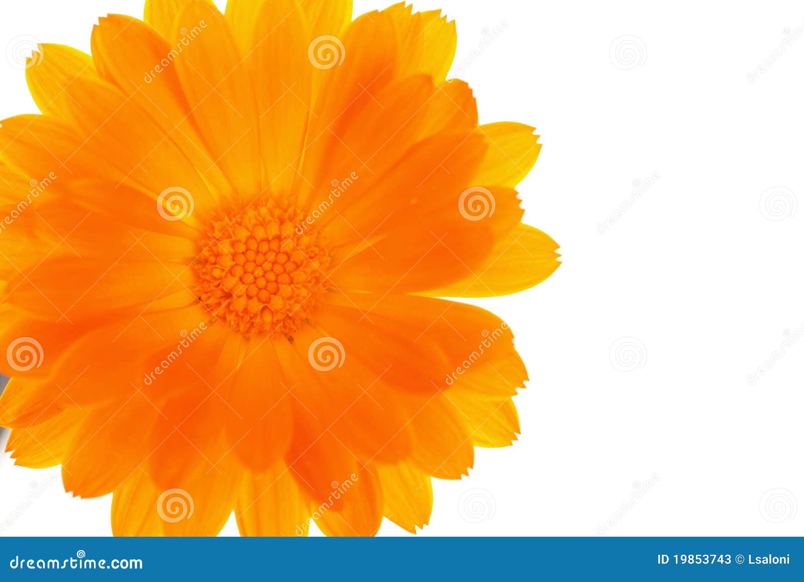 Yellow orange daisy flower stock image. Image of stone 19853743