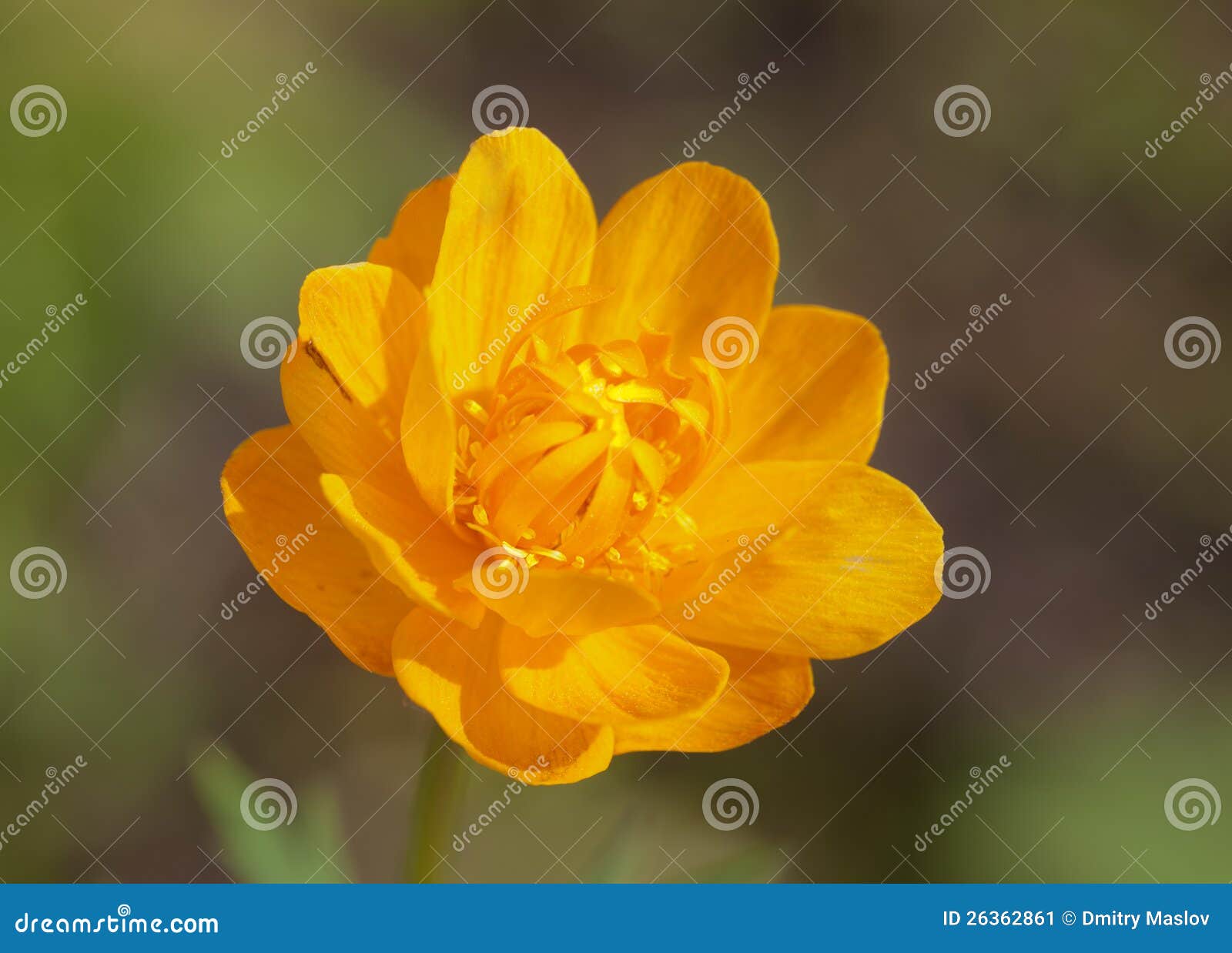 Yelloworange flower stock image. Image of flower, blossom 26362861