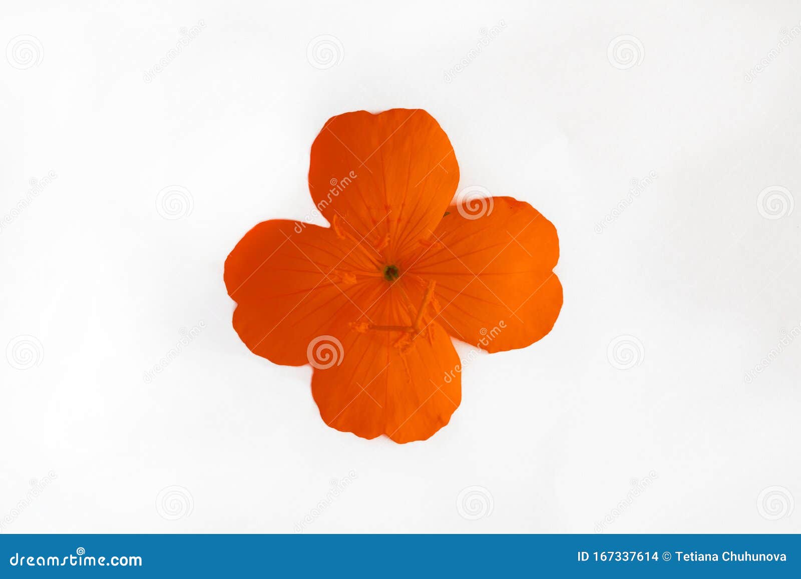 Yellow Orange Flower with Four Petals Isolated on White Background