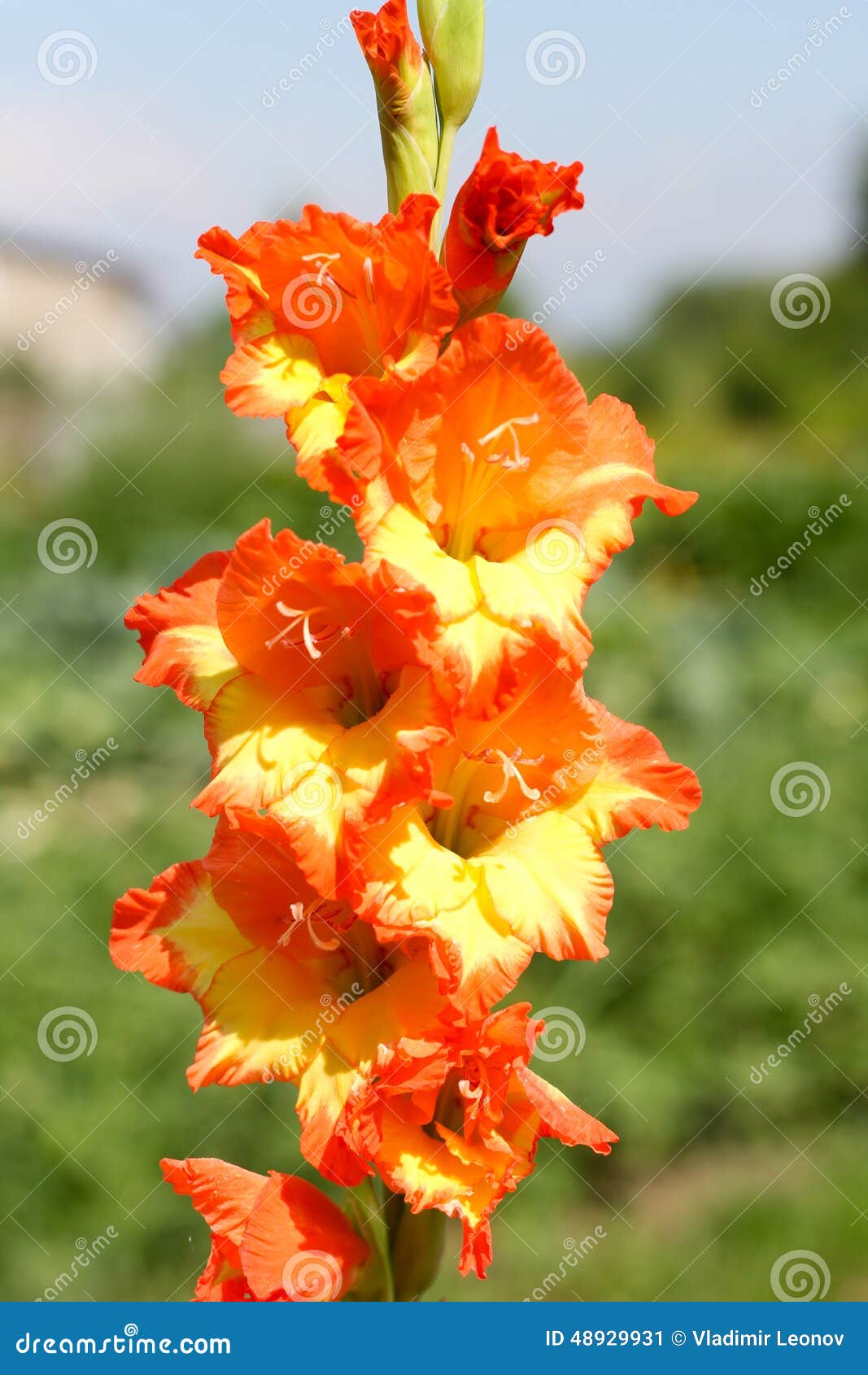 Yelloworange Flower of a Gladiolus Stock Image Image of elegance