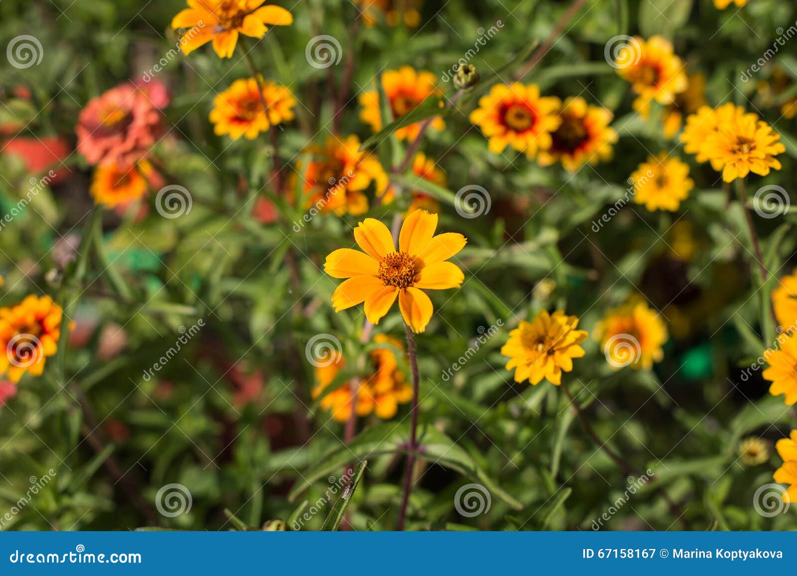 Yellow and Orange Flowers Closeup Stock Image Image of floweret