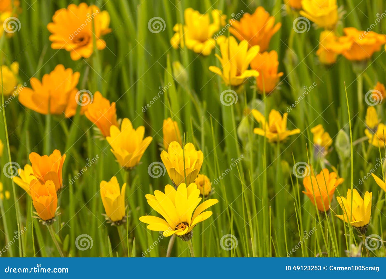 Yellow and Orange Flowers stock image. Image of field 69123253