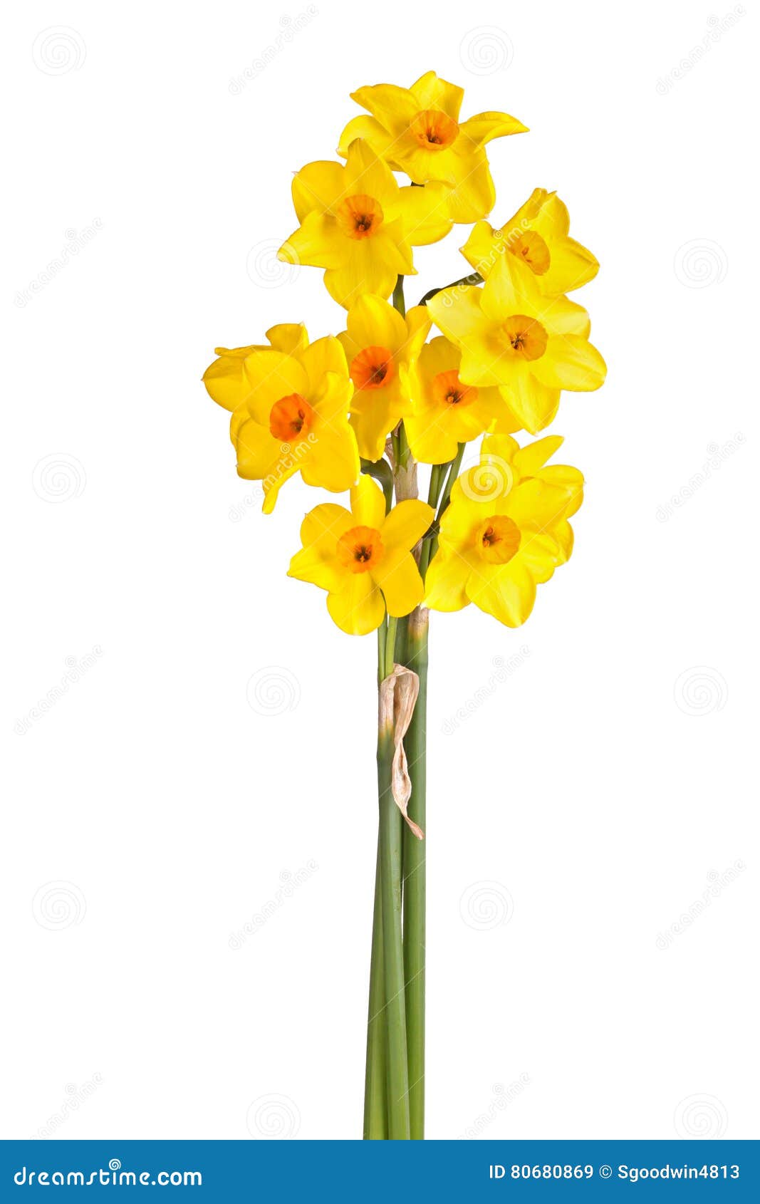 yellow and orange flowers of a tazetta daffodil 