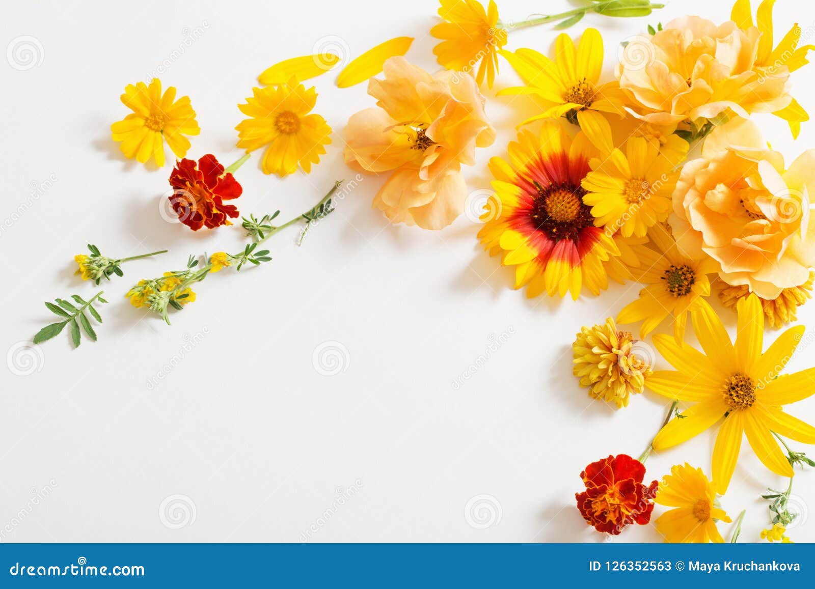 Yellow and Orange Flowers on White Background Stock Image - Image of ...