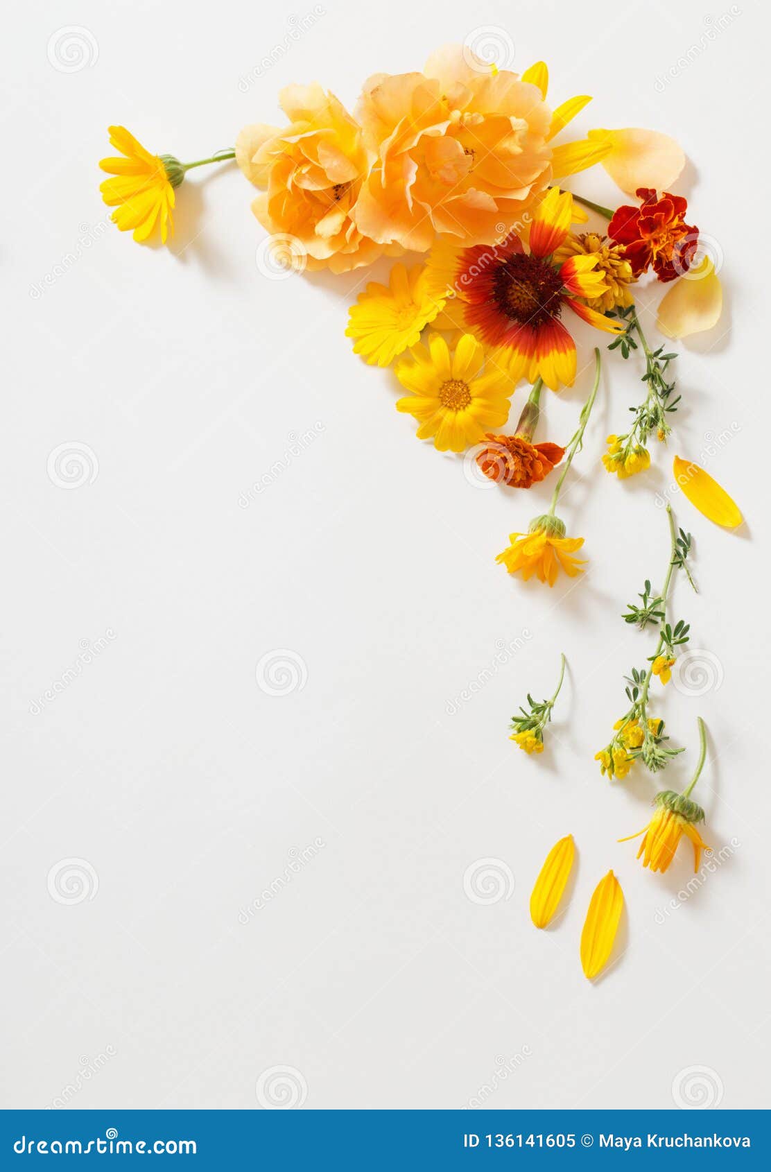 Yellow and Orange Flowers on White Background Stock Image - Image of ...