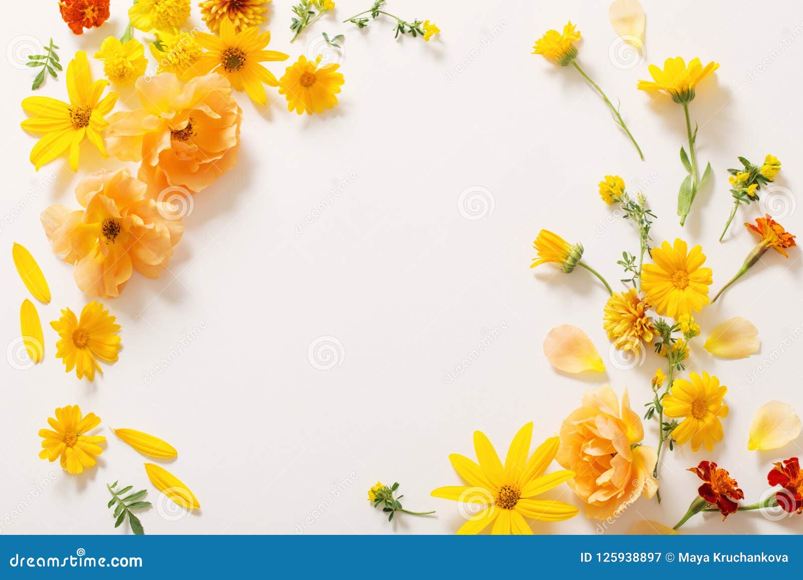 Yellow and Orange Flowers on White Background Stock Image - Image of ...