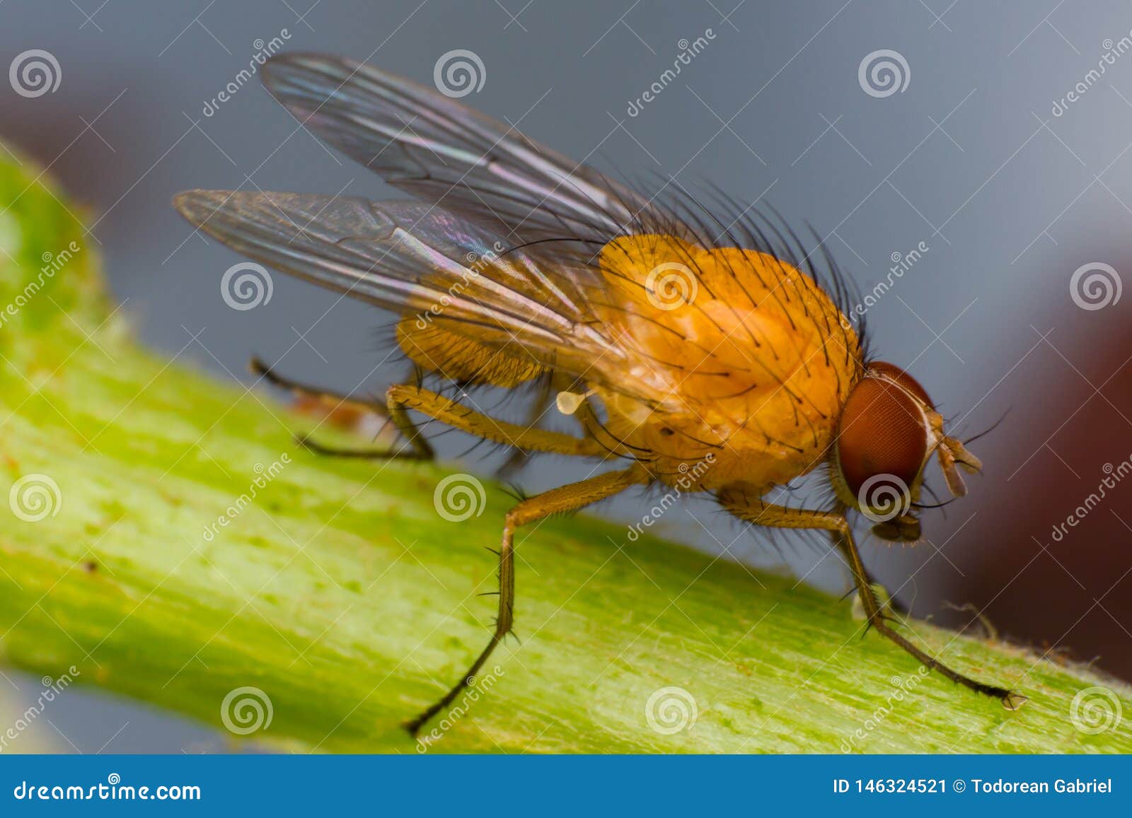 Yelloworange Fruit Fly with Big Orange Eyes, on Green Surface Stock
