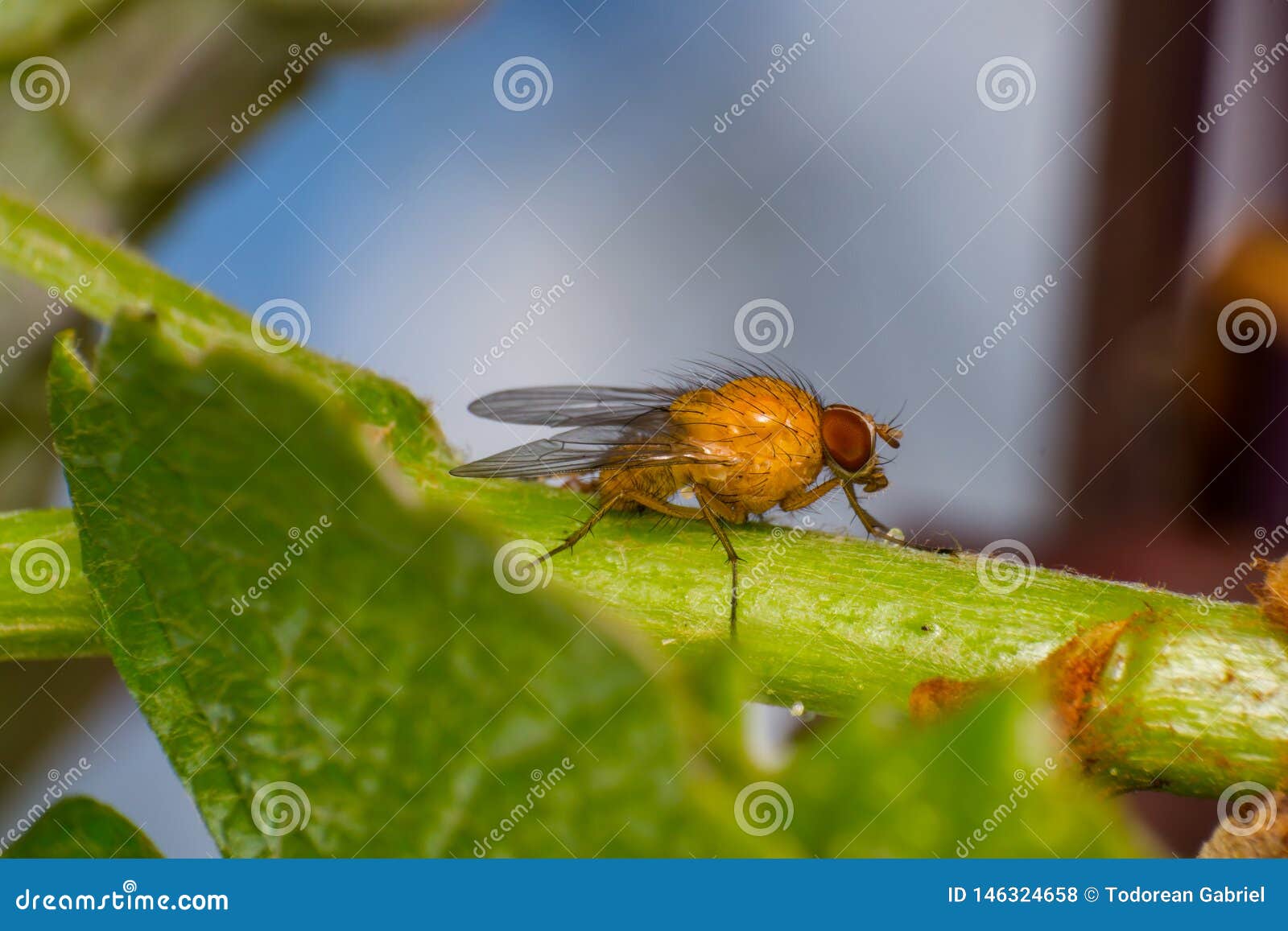 Yelloworange Fruit Fly with Big Orange Eyes, on Green Surface Stock
