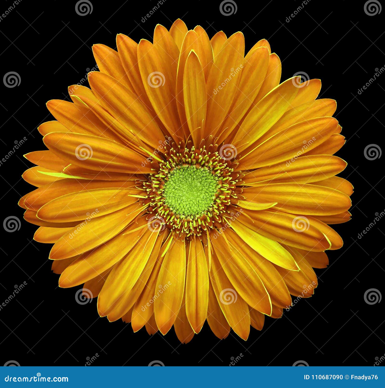Yellow Orange Gerbera Flower Black Isolated Background With Clipping