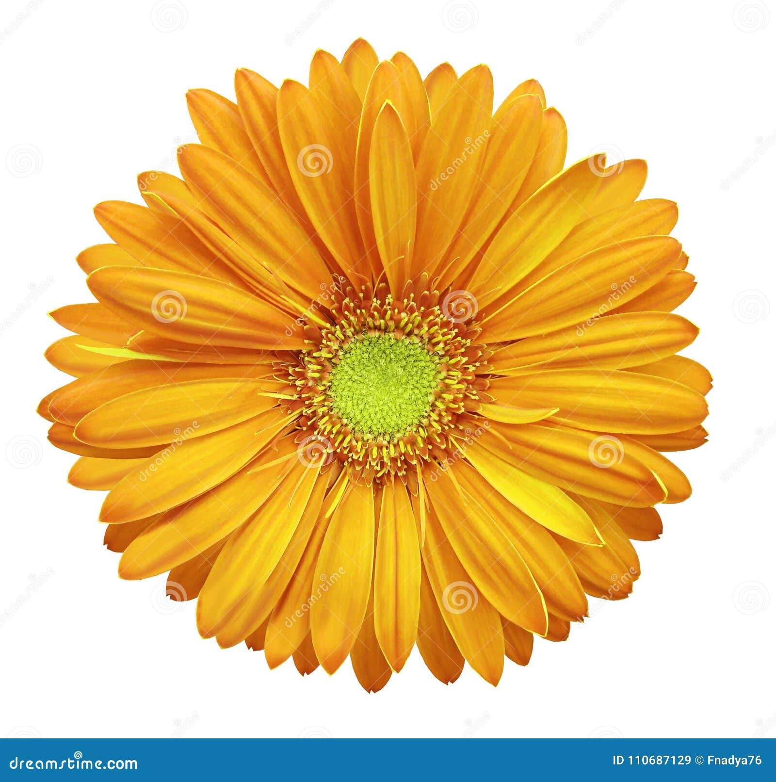 Yellow Orange Gerbera Flower White Isolated Background With Clipping