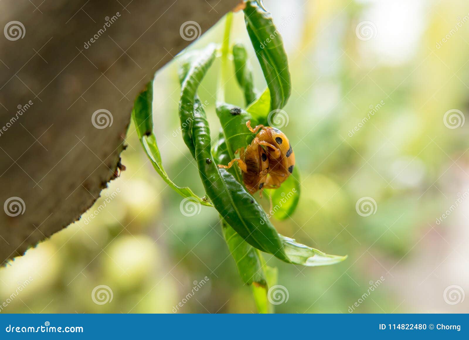 Yellow Orange Ladybug Mating in Nature on a Leaf Stock Photo Image of