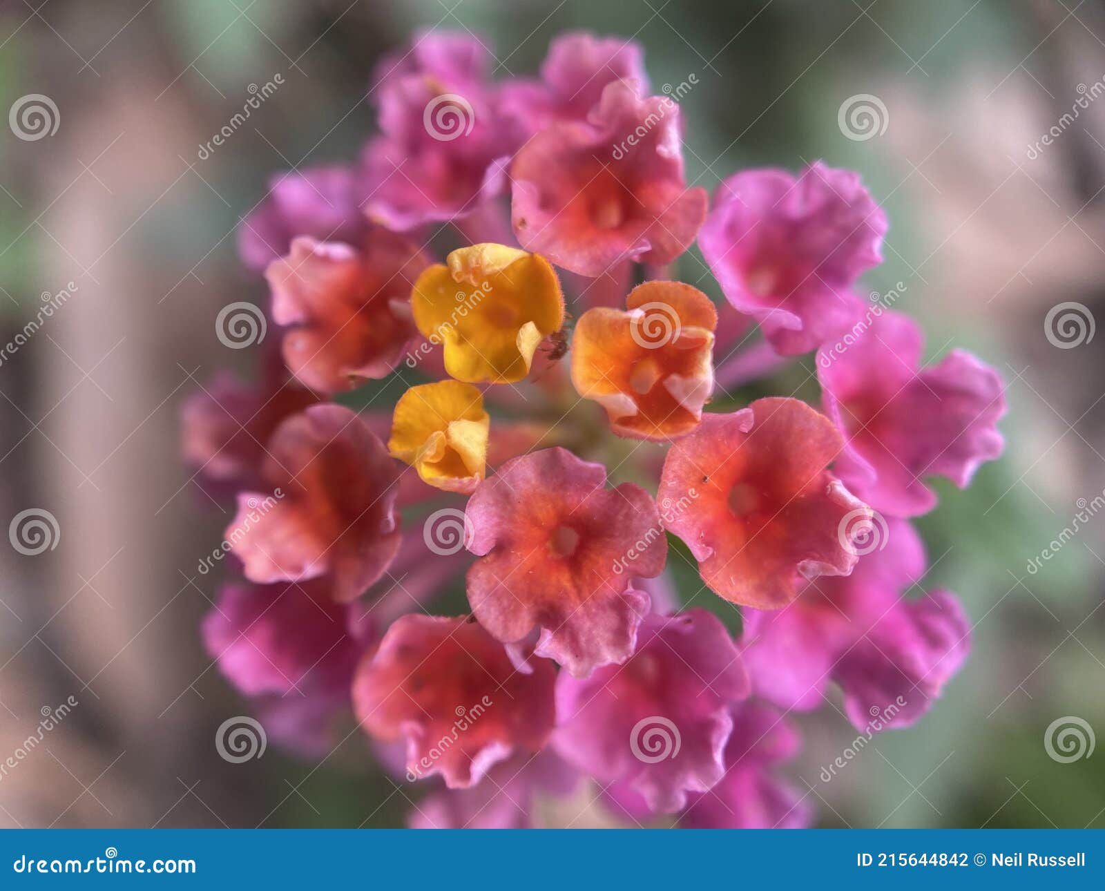 Yellow, Orange and Pink Flowers Stock Photo Image of colourations