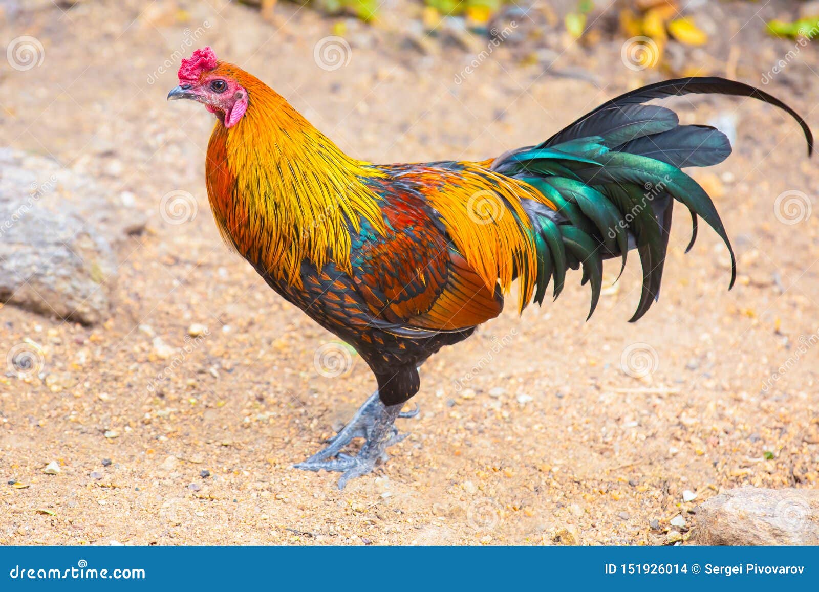 Yellow Orange Rooster Emerald Green Tail Standing on the Sand