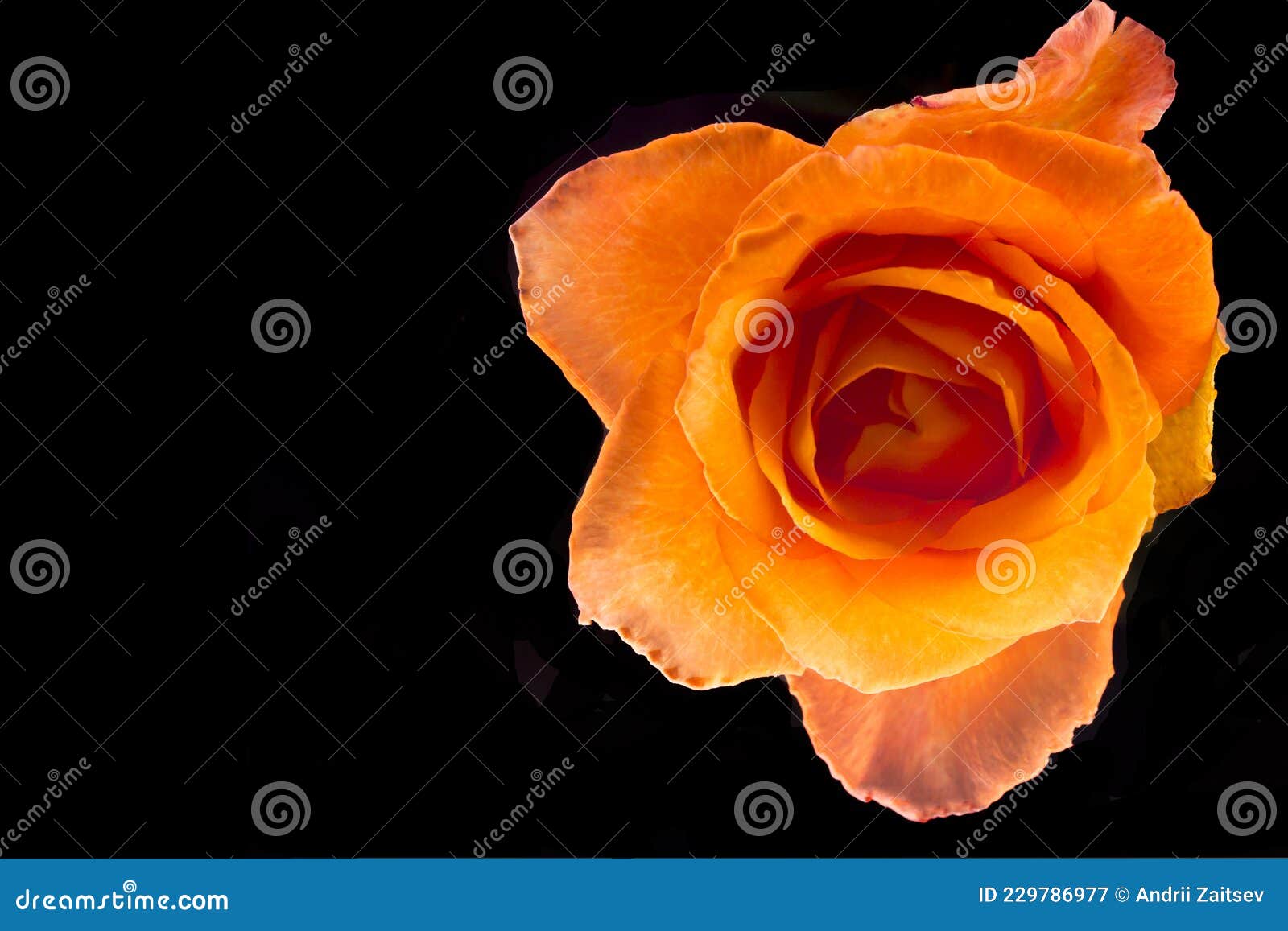 Yelloworange Rose on a Black Background Stock Image Image of garden, flora 229786977