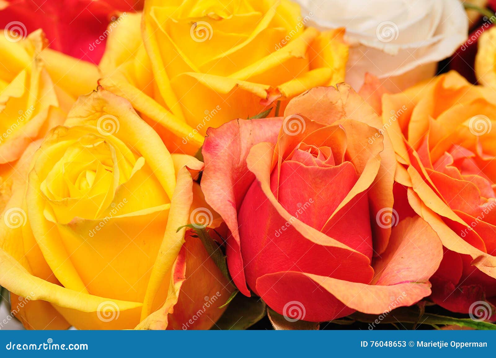 Yellow and orange roses stock image. Image of roses, fresh 76048653