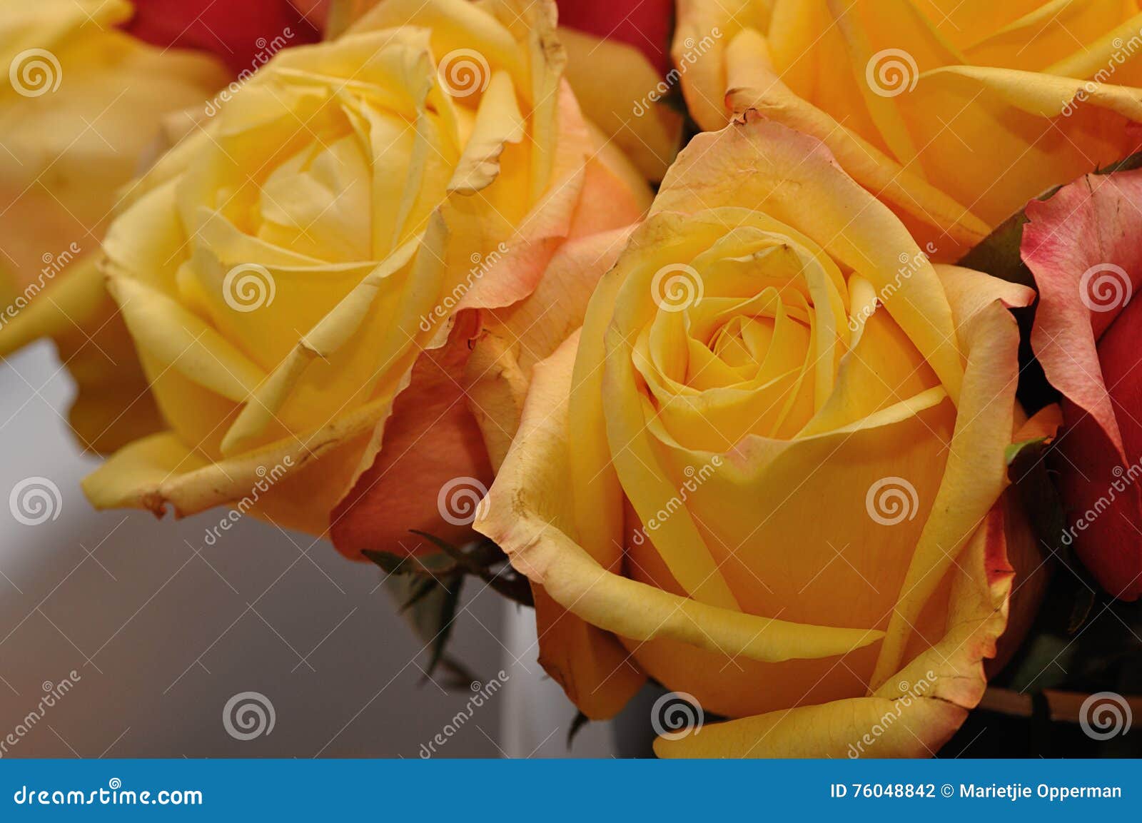 Yellow and orange roses stock photo. Image of fresh, garden 76048842