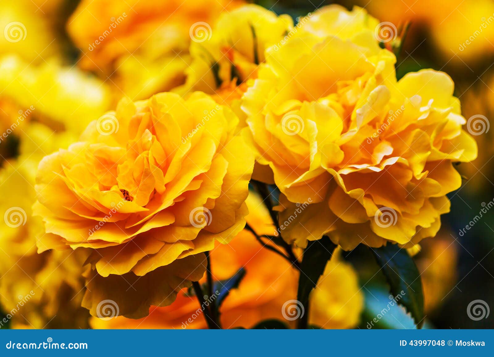 Yellow and orange roses stock photo. Image of passion 43997048