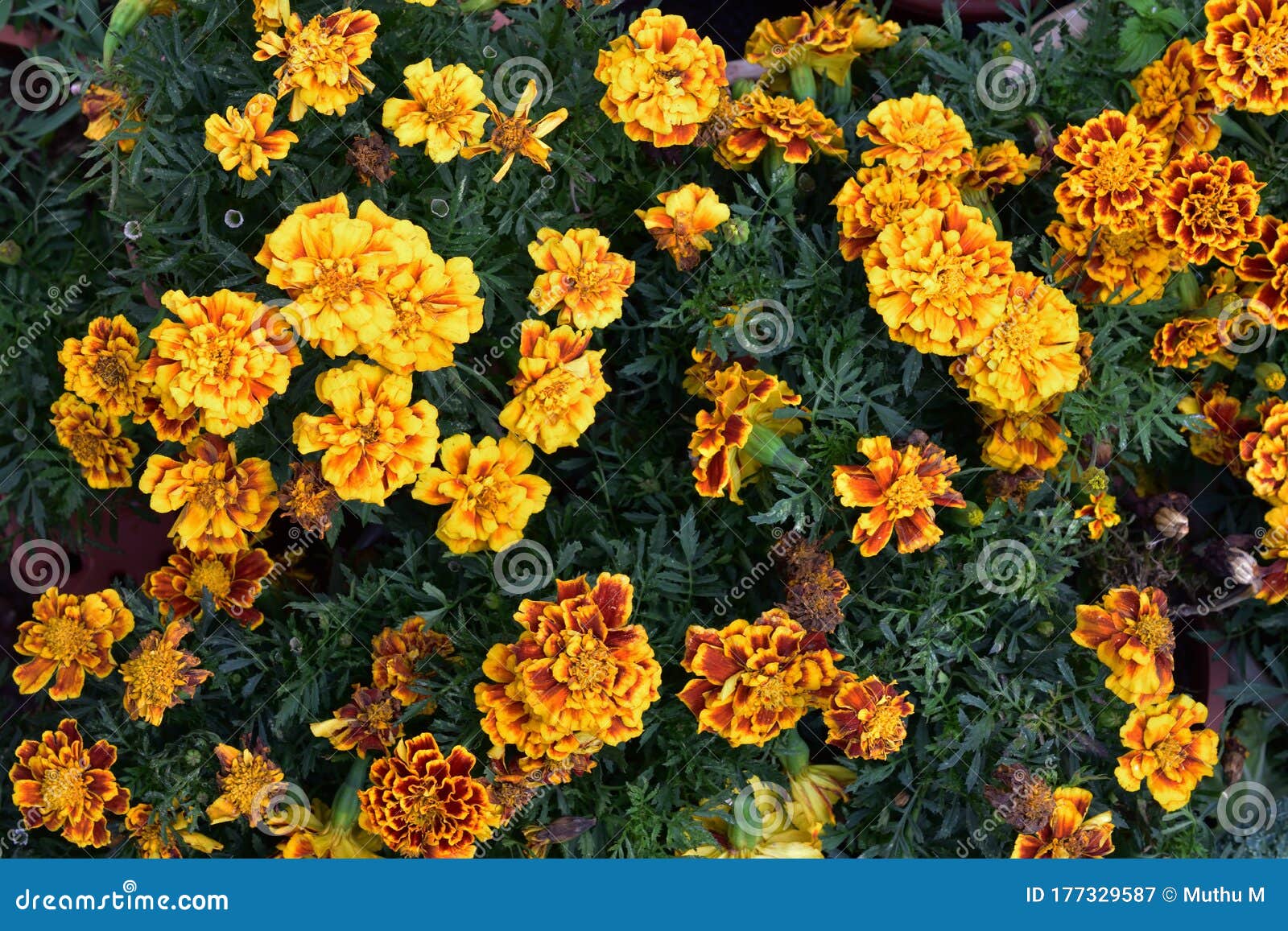 French marigold wallpaper  Flower wallpapers  29791