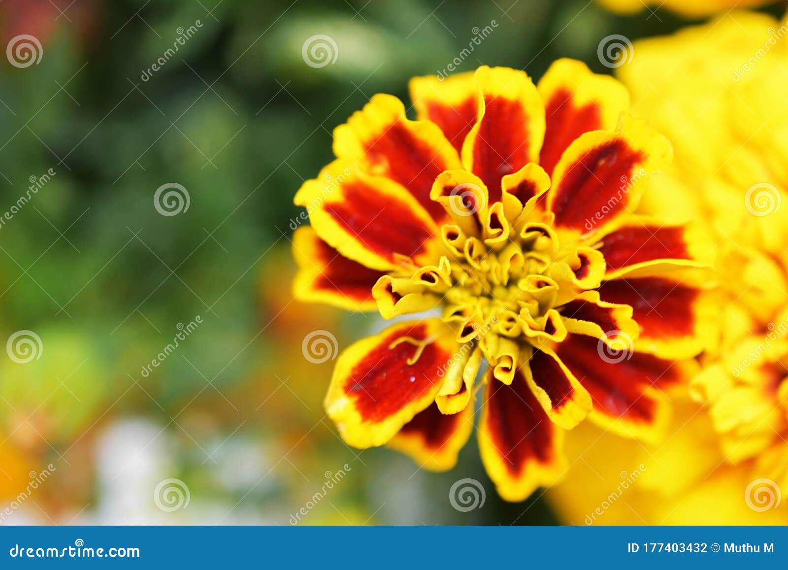 HD wallpaper French Marigold Black and White plant flowering plant  beauty in nature  Wallpaper Flare