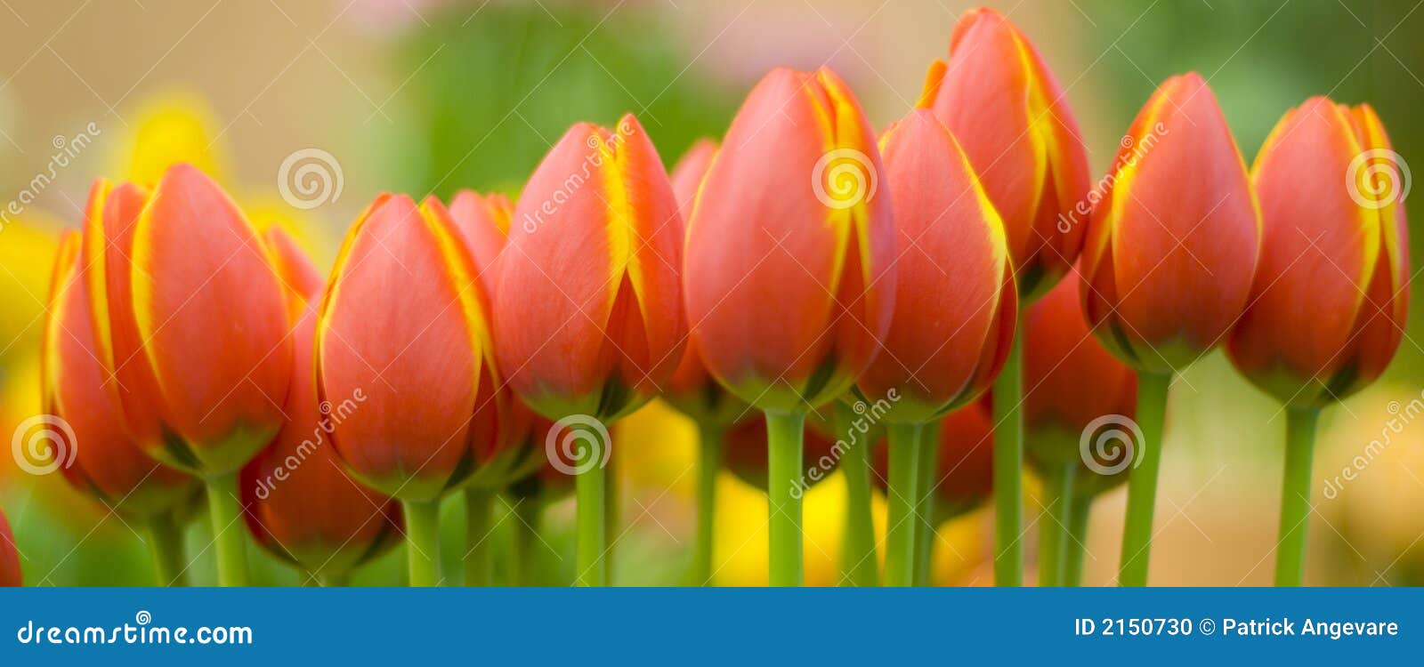 yellow orange tulips