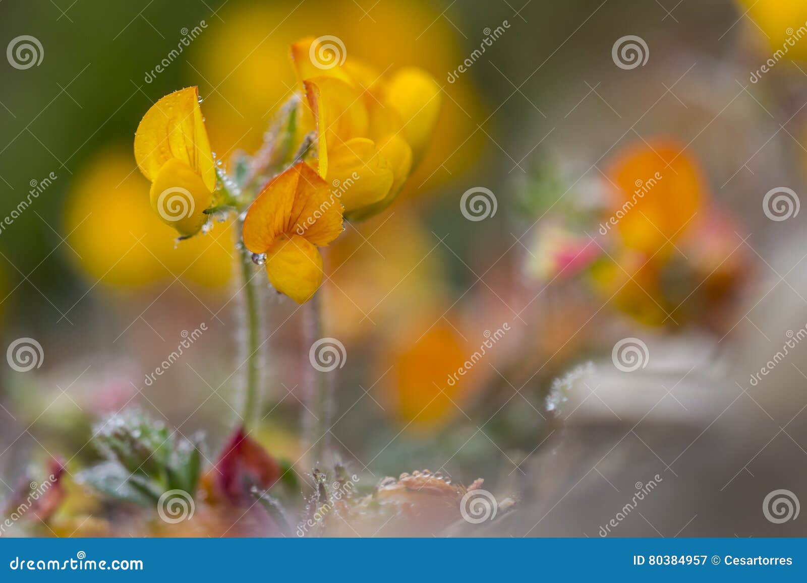 Yellow and Orange Wildflowers Stock Image Image of blossom, formal