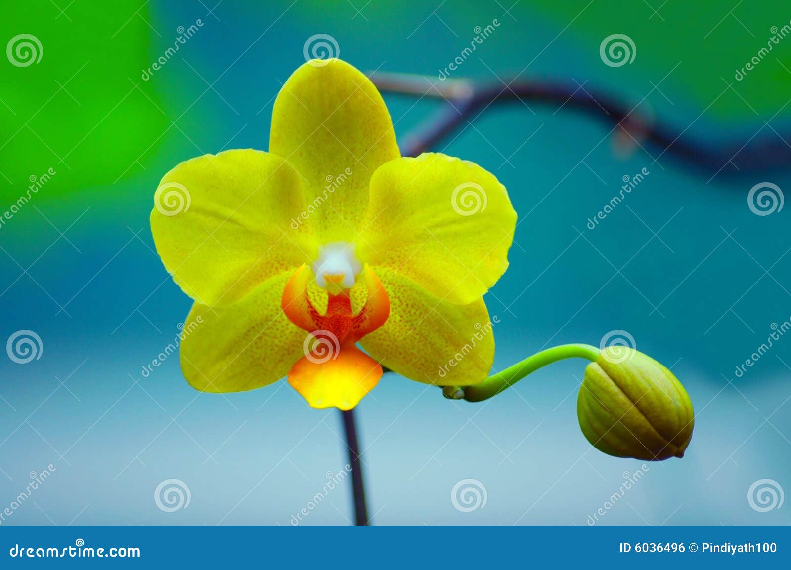 yellow orchid