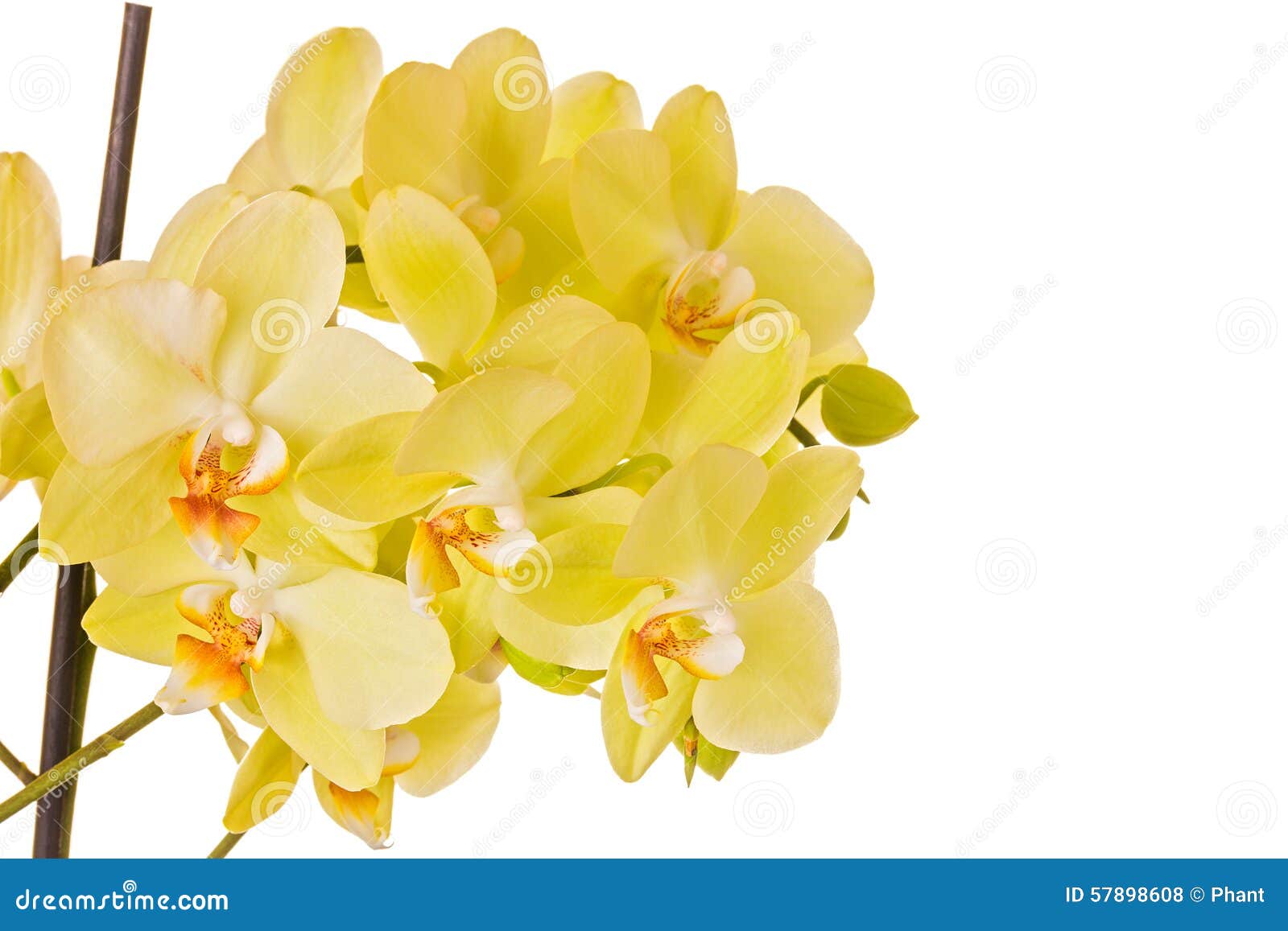 Yellow orchid stock photo. Image of color, decorative 57898608