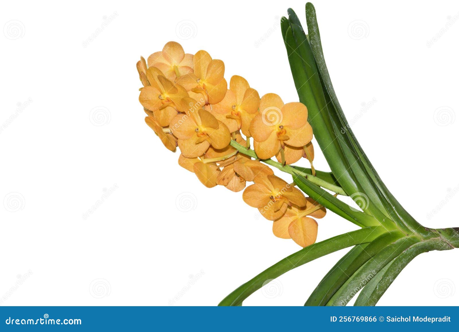Yellow Orchid Branch Isolated on White Background Stock Photo Image