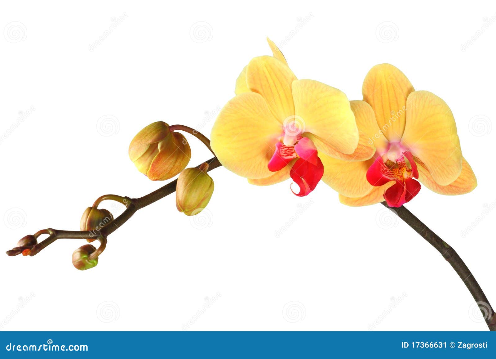 Yellow orchid with buds 4. stock image. Image of flower 17366631