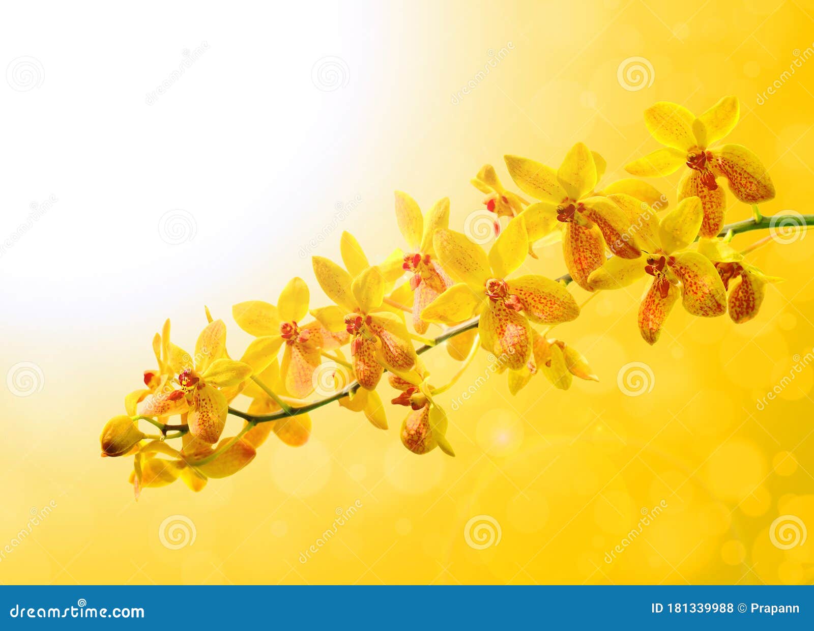 The Yellow Orchid on Colorful Yellow Background Stock Photo Image of