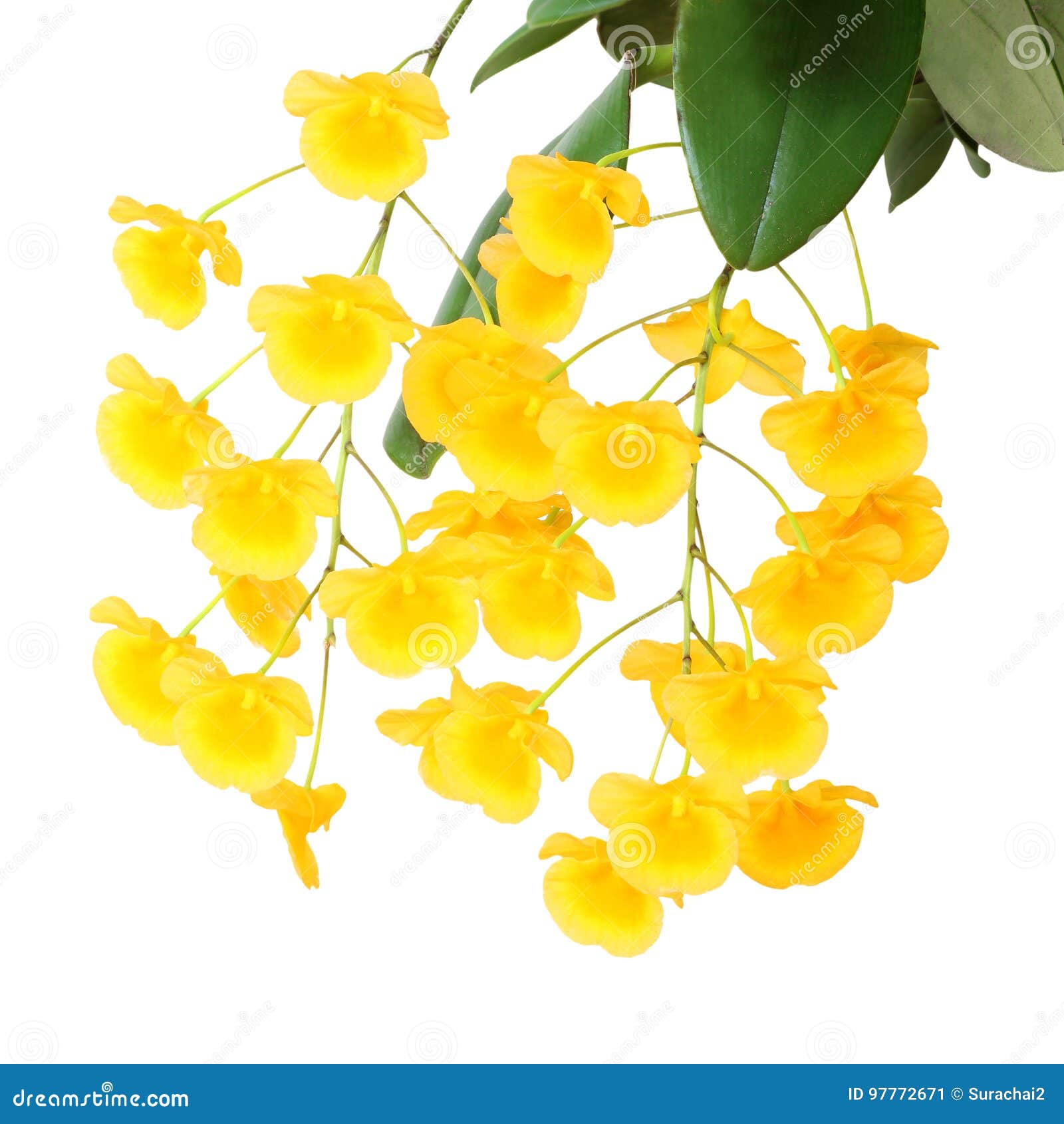 Yellow Orchid, Honey Fragrant Orchids on White Stock Image Image of isolated, freshness 97772671
