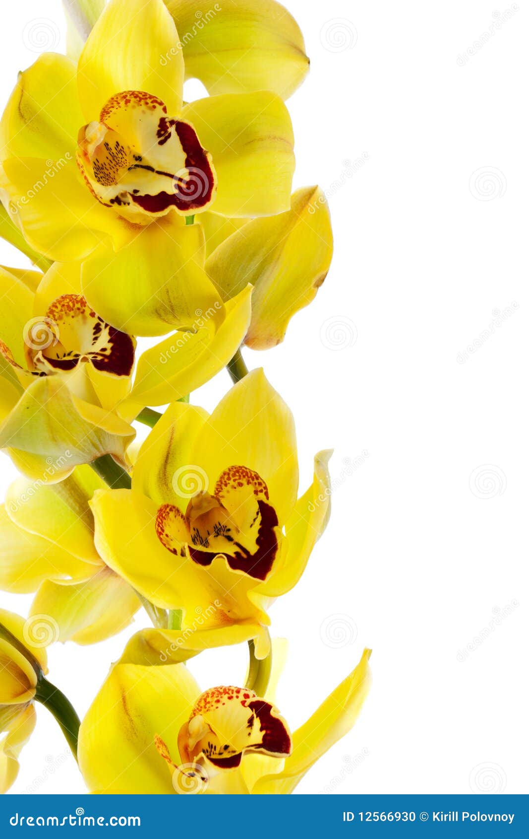 Yellow orchid isolated stock photo. Image of green, celebration 12566930