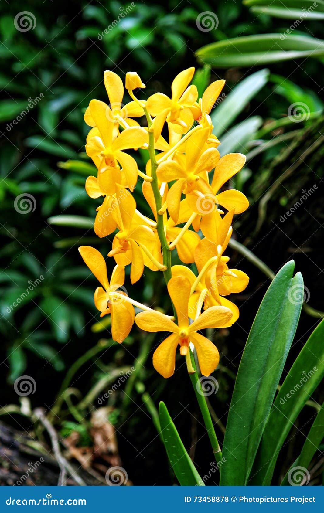 Yellow orchid in the park stock photo. Image of decoration 73458878