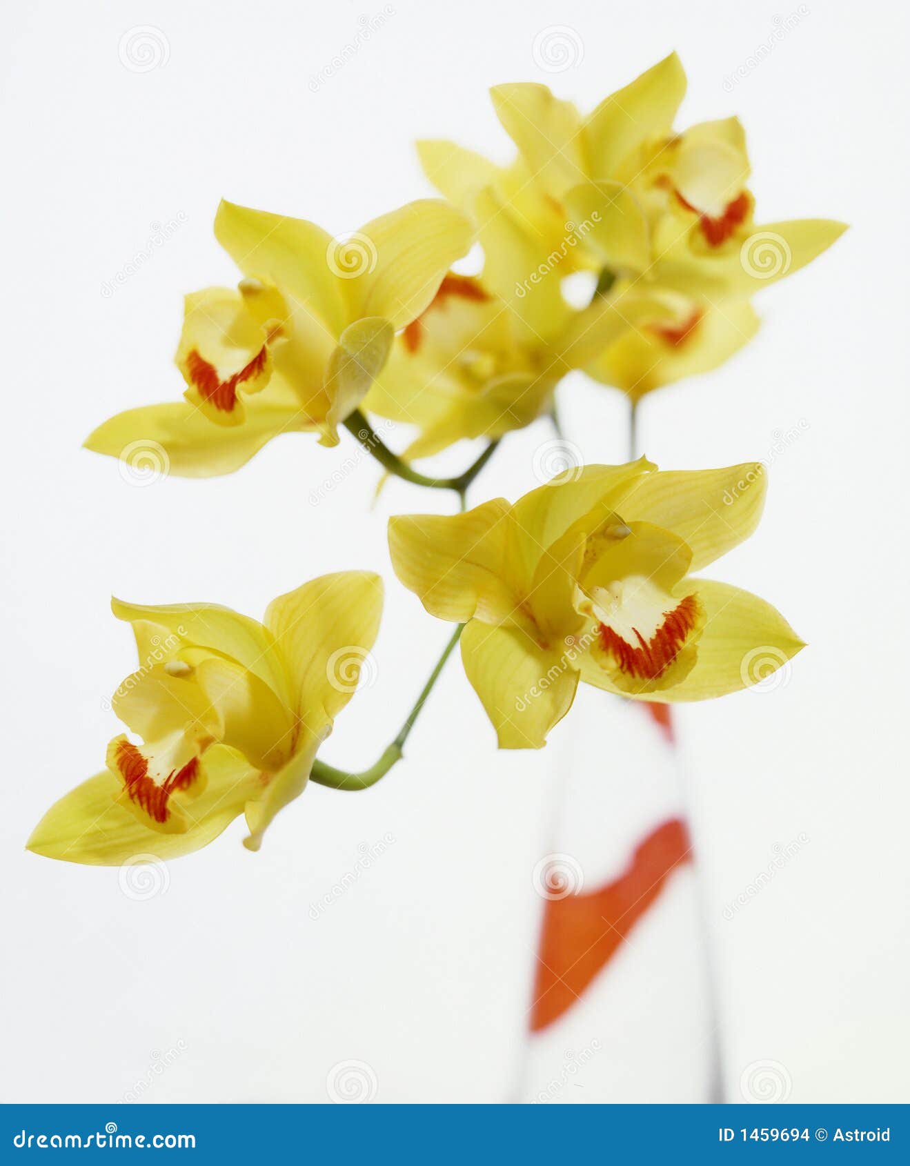 Yellow Orchids stock photo. Image of flower, yellow, color 1459694