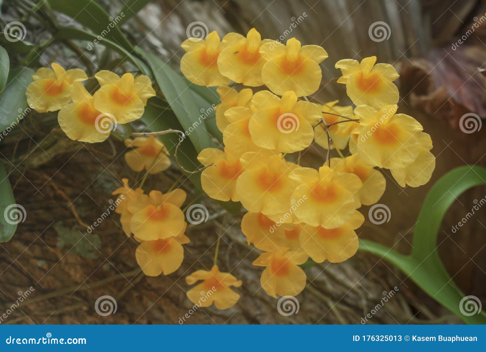 yellow orchids bunch of yellow honey fragrant orchid  dendrobium aggregatum var majus on large tree in natural forest; against