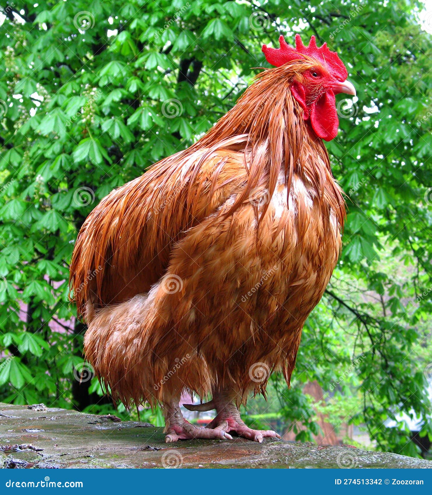 Yellow orpington hen stock photo. Image of serbian, kent 274513342