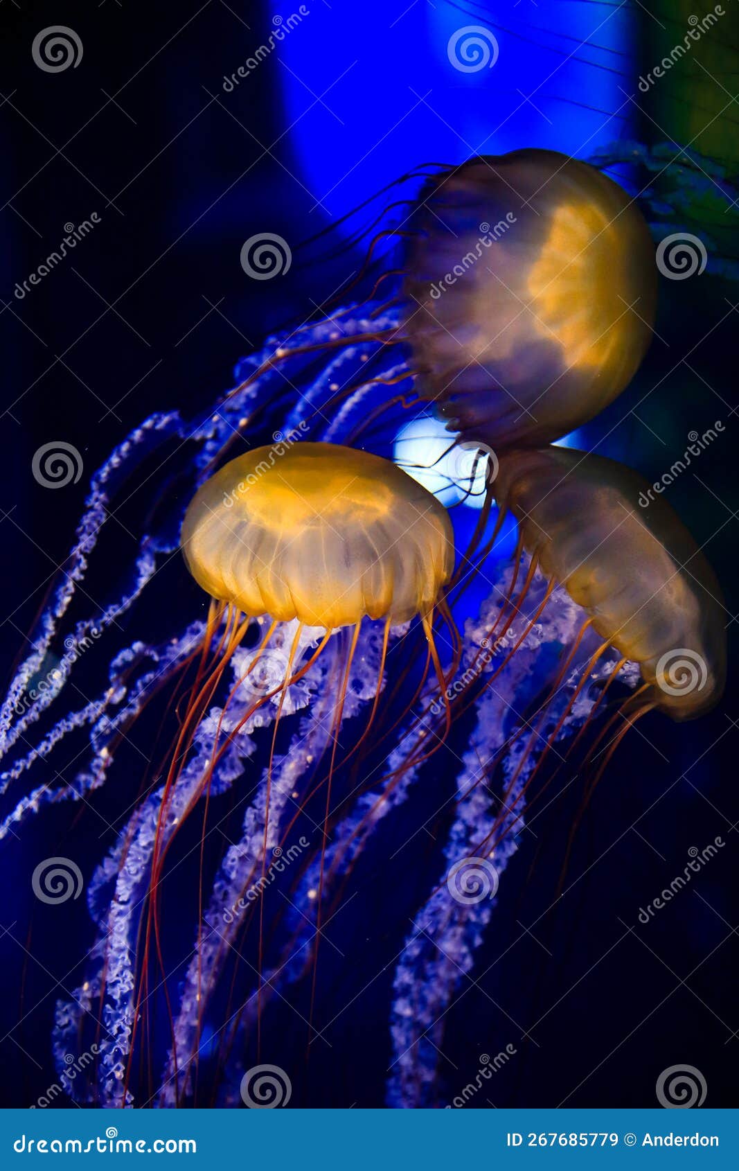 yellow pacific sea nettle